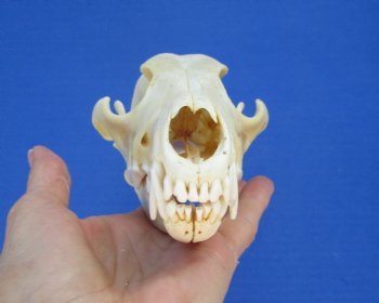 North American Coyote Skull, 7-1/2" x 3-3/4" - Buy this one for $44.99
