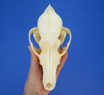North American Coyote Skull, 7-1/2" x 3-3/4" - Buy this one for $44.99