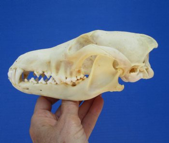 North American Coyote Skull, 7-1/2" x 3-3/4" - Buy this one for $44.99