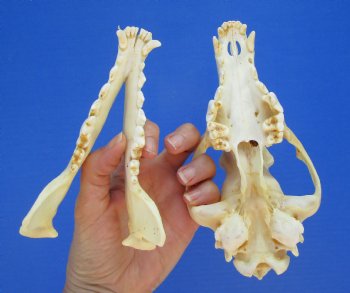 North American Coyote Skull, 7-1/2" x 3-3/4" - Buy this one for $44.99