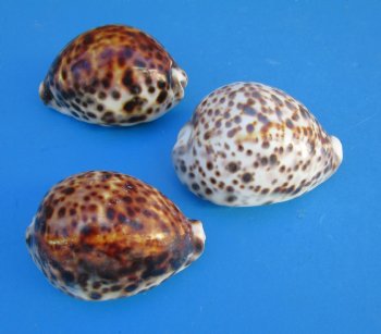 Large Tiger Cowrie Shells, 3 to 3-1/2 inches - Case:160 @ .56 each; 2 <font color=red>Wholesale Cases</font>  @ .49 each