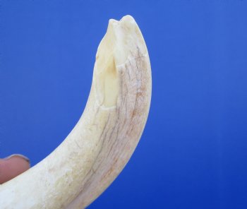 7-7/8 inches Authentic Warthog ivory Tusk<font color=red> (6-1/2 inches Solid) </font> for $24.99