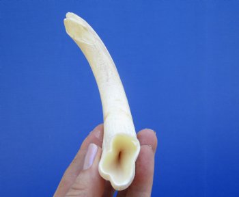 7-7/8 inches Authentic Warthog ivory Tusk<font color=red> (6-1/2 inches Solid) </font> for $24.99