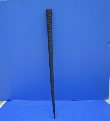 34-1/2 inches Large Gemsbok Horn for Sale, Oryx Horn for $33.99