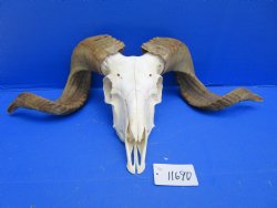 African Merino Sheep/Ram Skull with 22 and 23 inches - Buy this one for $159.99