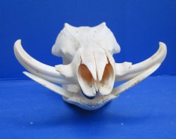 13 inches Authentic African Warthog Skull with 5-1/2 inches Tusks for $124.99