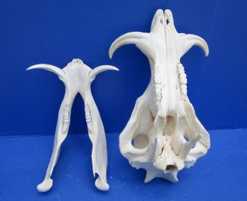 13 inches Authentic African Warthog Skull with 5-1/2 inches Tusks for $124.99