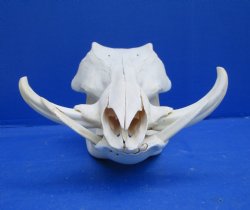 12 inches Authentic African Warthog Skull with 5 inches Tusks <font color=red> Grade B</font> - Buy for $99.99