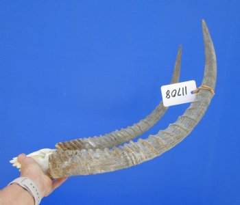 African Waterbuck Skull Plate, Cap with 22 inches Horns for $89.99 