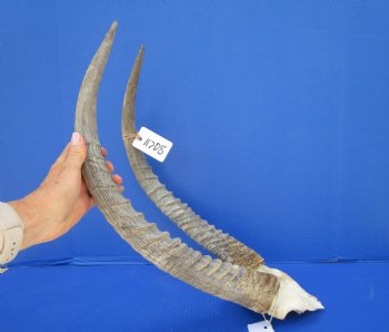 African Waterbuck Skull Plate, Cap with 22 inches Horns for $89.99 