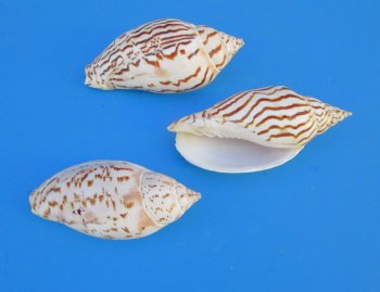 Voluta Loroisi Shells in Bulk, 3 inches -   25 @ $1.84 each; 50 @ $1.60 each