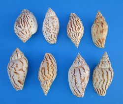 Voluta Loroisi Shells <font color=red> Wholesale</font>, 3 inches - 100 @ $1.00 each