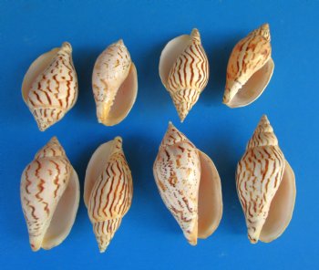 Voluta Loroisi Shells <font color=red> Wholesale</font>, 3 inches - 100 @ $1.00 each