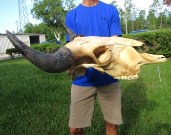 Bison Skull, American Buffalo Skull, 24 inches wide  - Buy this one for $144.99 (Requires Large Box)
