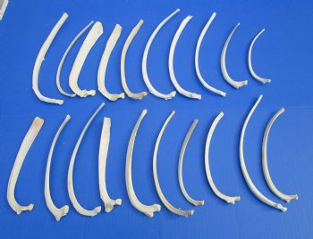 20 piece lot of Wild Boar Rib Bones for sale $19.99/lot