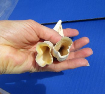 Two Warthog tusk, 5-1/4 and 5-3/8 inches, 2.2 ounces - Buy these 2 for $10 each