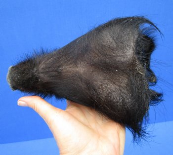 9 inches Preserved Black Georgia Wild Boar Head (Oily)  - Buy this one for $44.99