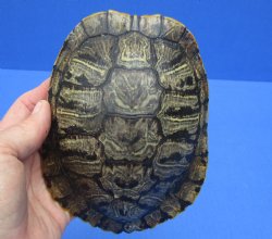 6-1/4 by 4-3/4 inches Red Eared Slider Turtle Shell - Buy this one for $21.99