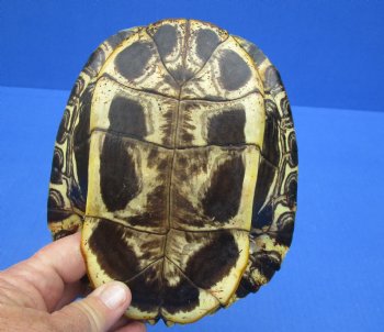 6-3/4 by 5-1/2 inches Red Eared Slider Turtle Shell - Buy this one for $21.99