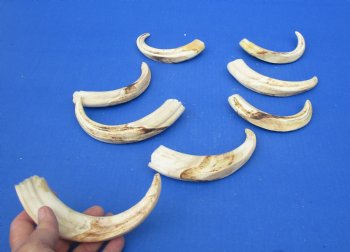 1-1/2 pound (8 pieces) of Warthog Tusks, 7 to 8-3/4 inches - Buy these for $94.99