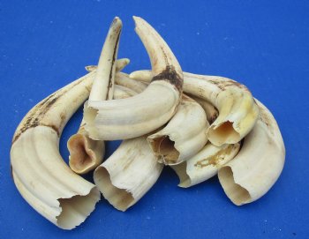 1-1/2 pound (8 pieces) of Warthog Tusks, 7 to 8-3/4 inches - Buy these for $94.99
