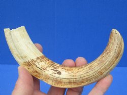 8-7/8 inches African Warthog Tusk, <font color=red> 7-1/2 inches Solid </font> for $34.99