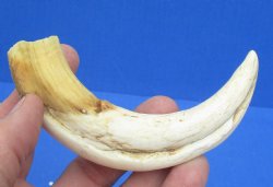 6-1/4 inches African Warthog Tusk, <font color=red> 4-1/2 inches Solid </font> for $14.99
