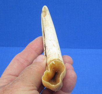 6-1/4 inches African Warthog Tusk, <font color=red> 4-1/2 inches Solid </font> for $14.99