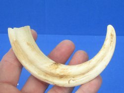 6-1/2 inches African Warthog Tusk, <font color=red> 4-3/4 inches Solid </font> for $14.99