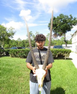 Authentic African Gemsbok Skull with 36 and 37-3/4 inches Horns <font color=red> Extra Large Nice Quality</font> - Buy this for $159.99 (SHIPS UPS ONLY)