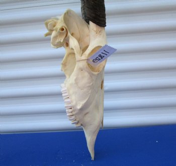 Authentic African Gemsbok Skull with 36 and 37-3/4 inches Horns <font color=red> Extra Large Nice Quality</font> - Buy this for $159.99 (SHIPS UPS ONLY)