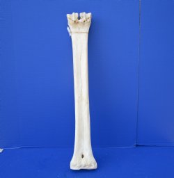 27-1/4 inches Afric...