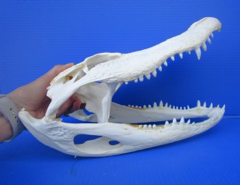 14-3/4  inches Florida Alligator Skull, Beetle Cleaned (missing teeth, dried cartilage) - Buy this one for $114.99