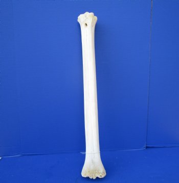 26 inches African Giraffe Metacarpal Leg Bone- Buy this one for $129.99