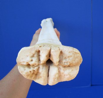 26 inches African Giraffe Metacarpal Leg Bone- Buy this one for $129.99