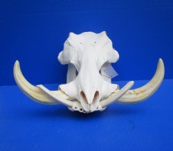 14 inches Large Warthog Skull with 9-1/2 inches Ivory Tusks - Buy this one for $164.99