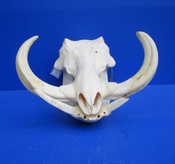 14 inches Extra Large Warthog Skull with <font color=red> Huge  10-1/2 and 11 inches Tusks  </font> - Buy this one for $184.99