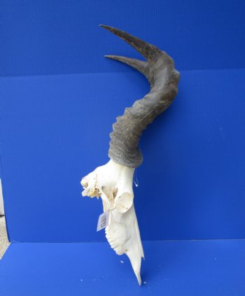 Large Male Red Hartebeest Skull with 21-3/4 inches horns - Buy this one for $99.99