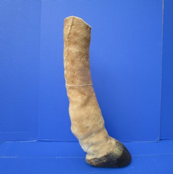 21-1/2 inches Tall Taxidermy Giraffe Foot with Hoof - Buy this one for $94.99