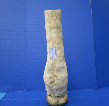 23-3/4 tall Taxidermy Giraffe Foot with Hoof(small hole) - Buy this one for $94.99