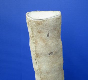 23-3/4 tall Taxidermy Giraffe Foot with Hoof(small hole) - Buy this one for $94.99