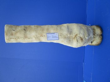 23-3/4 tall Taxidermy Giraffe Foot with Hoof(small hole) - Buy this one for $94.99