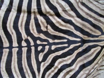 Authentic Burchelli Zebra Skin Rug with Black Felt Backing, Grade B Quality  72" x 70" - Buy this one for $994.99 (SHIPPED UPS SIGNATURE REQUIRED)