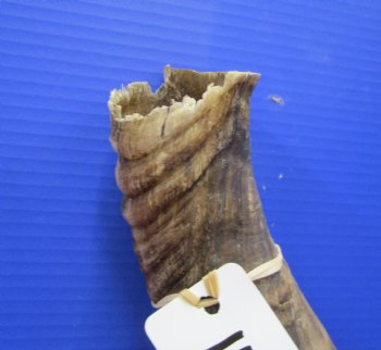 37 inches Kudu Horn (29 inches straight) - Buy this one for $94.99