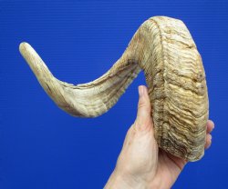 27-1/2 inches Extra Large African Merino Ram, Sheep Horn  for $32.99