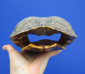 9-1/4 x 7 inches Large Red Eared Slider Turtle Shell - Buy this one for $34.99
