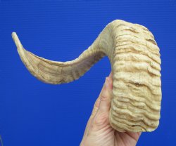22 inches African Merino Ram, Sheep Horn for $26.99