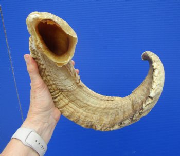 28 inches Extra Large African Merino Ram, Sheep Horn  for $33.99