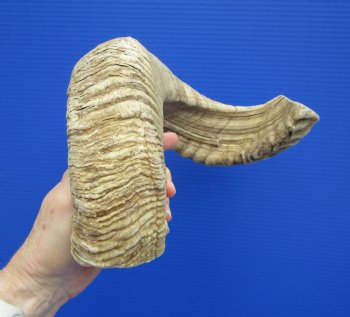 22 inches Large African Merino Ram, Sheep Horn  for $26.99