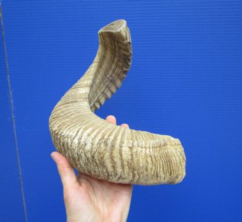 22 inches Large African Merino Ram, Sheep Horn  for $26.99